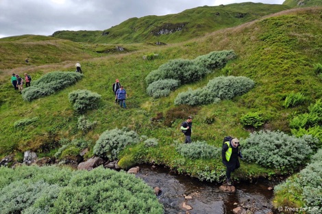 Tree seed collection team walking through upland area of Montane species trees